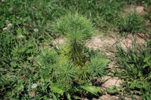 Christmas Tree Farm