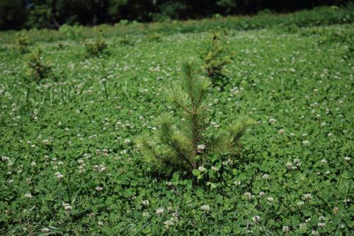 Christmas Tree Farm